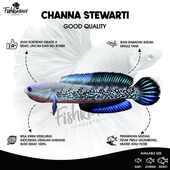 Catbull- Ikan Channa Stewarti Grade A