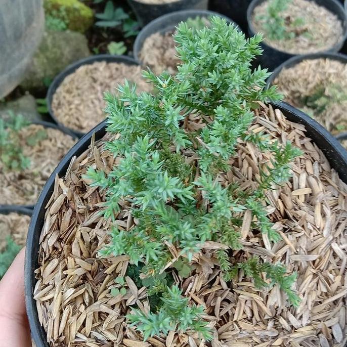 PROMO (Baby) CEMARA DWARF /Juniperus Procumbens Nana . Import . RARE STOCK