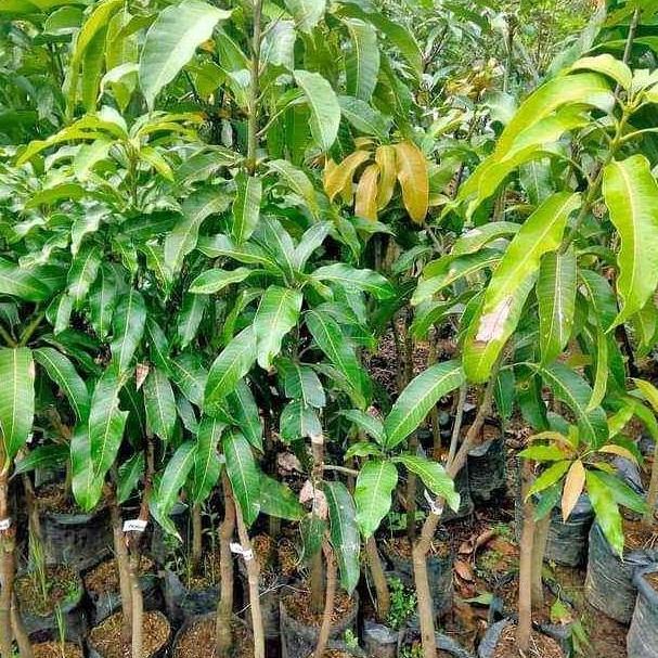 PROMO bibit tanaman mangga alpukat 1 meter an murah