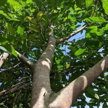 PROMO Tanaman Pohon Gaharu Asli Persemaian Biji