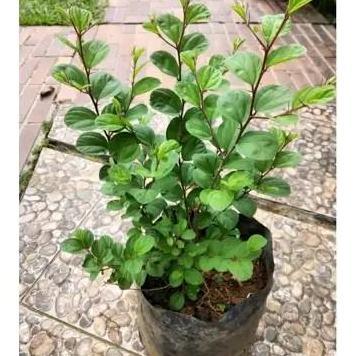 Indah- Tanaman Herbal Pohon Bidara Arab - Daun Bidara Arab - Tanaman Artificial Alias Asli