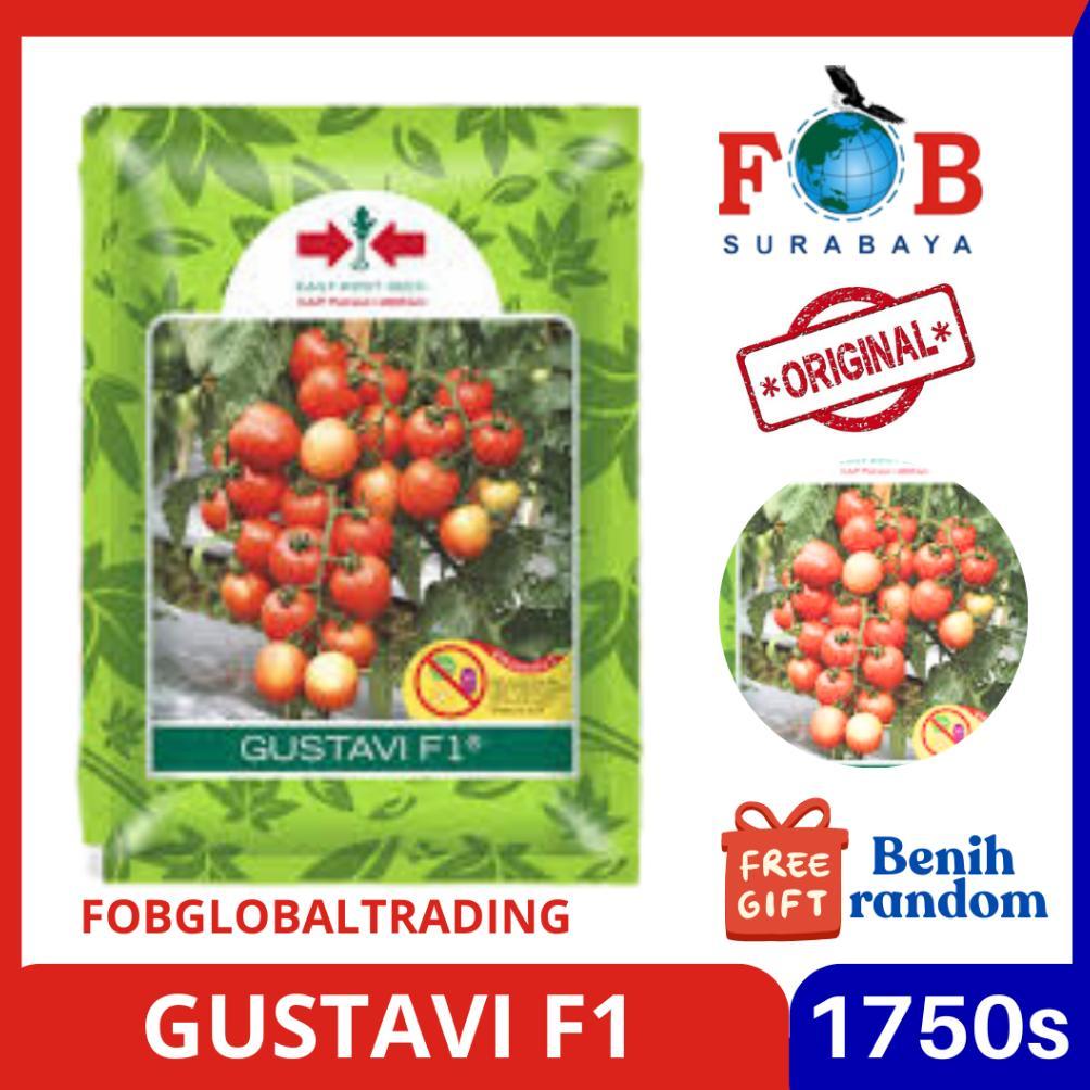 BENIH TOMAT GUSTAVI 1750BUTIR MEREK PANAH MERAH