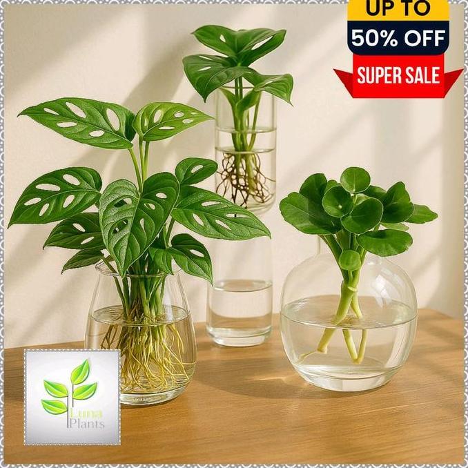 tanaman media air - paket 3 tanaman hias media air
