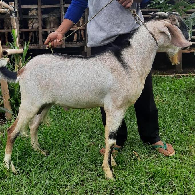 Terlaris Kambing Jantan Premium / Kambing Besar / Kambing Aqiqah / Kambing Mur