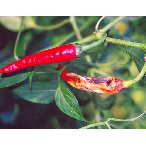 Bisa Cod Fungisida Ridomil Gold Mz 4/64Wg 100 Gr Asli 100% Original Product Obat Pembasmi Jamur Tana