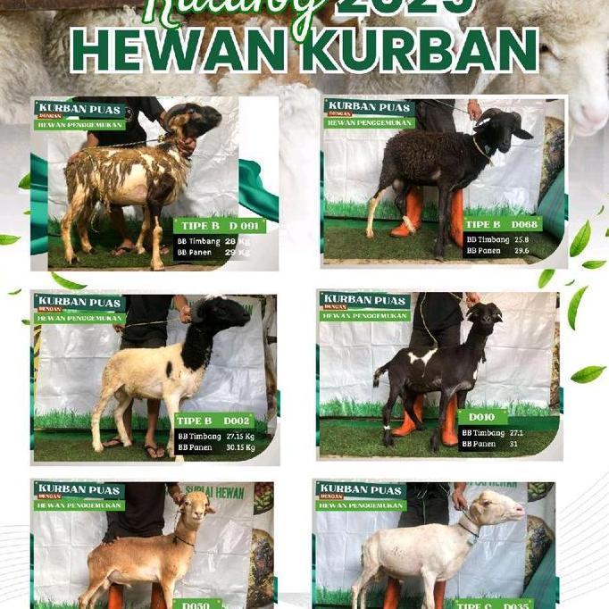 Terlaris Kambing Kurban Penggemukan 2025