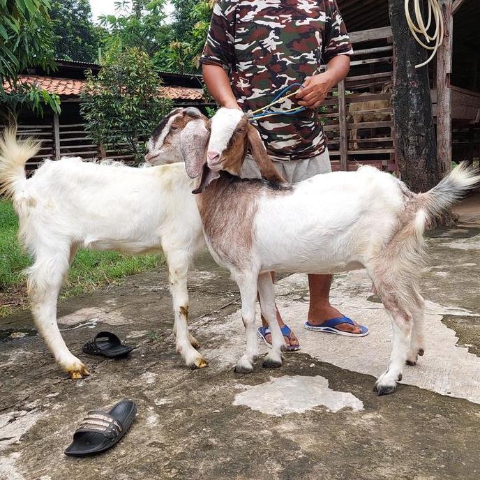 Terlaris 2 Ekor Kambing Aqiqah Dan Qurban Sedang / Kambing Dan Domba Murah