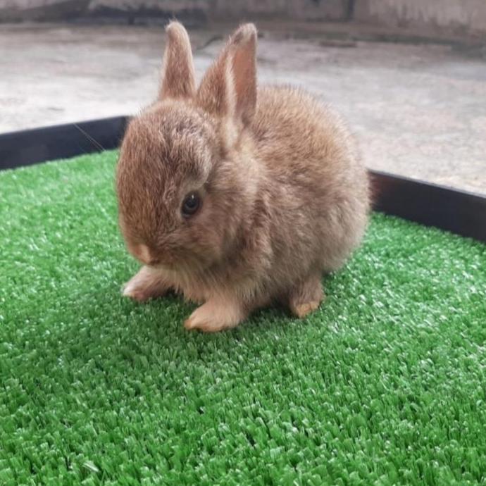 Terlaris Kelinci Hias Netherland Dwarf Chesnut