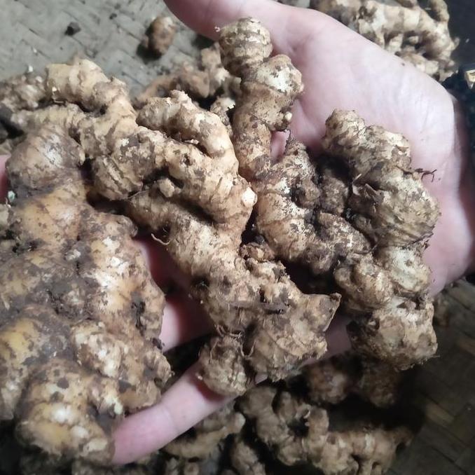 Sayuroi- Jahe Emprit 1Kg - Jahe Emprit Jawa Segar