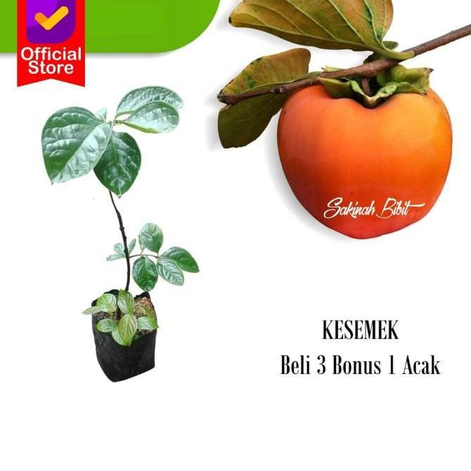 Bibit tanaman buah kesemek jepang super fres FLAS SALE