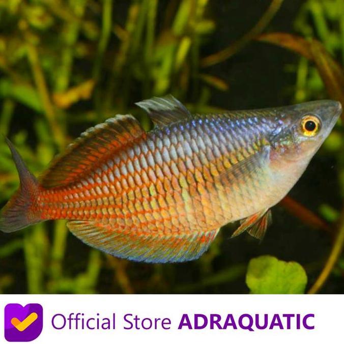 IKAN HIAS RAINBOW AJAMARU MELANOTAENIA AJAMARUENSIS RAINBOWFISH