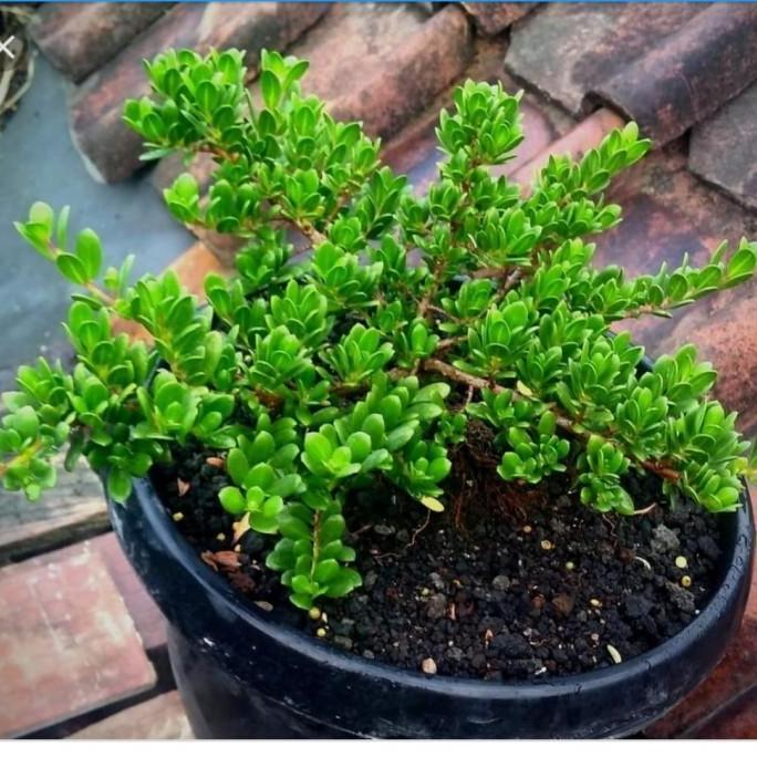 Allthebest- benih biji santigi MAWAR SUPER