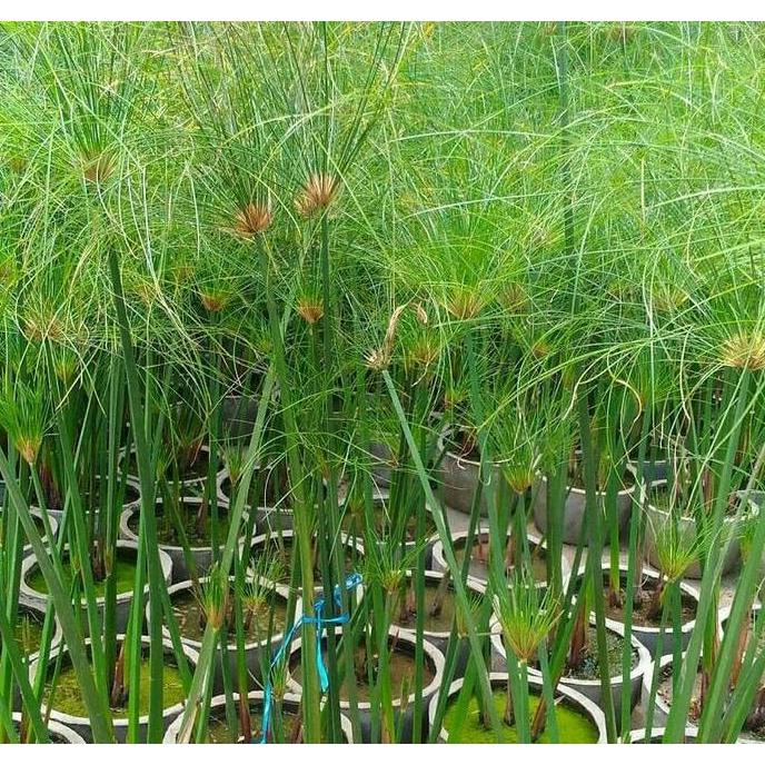 Allthebest- Tanaman air draw papyrus giant