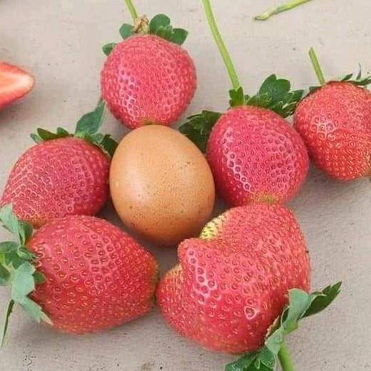 Allthebest- Bibit Strawberry Juba ( Original Jumbo x Bali )
