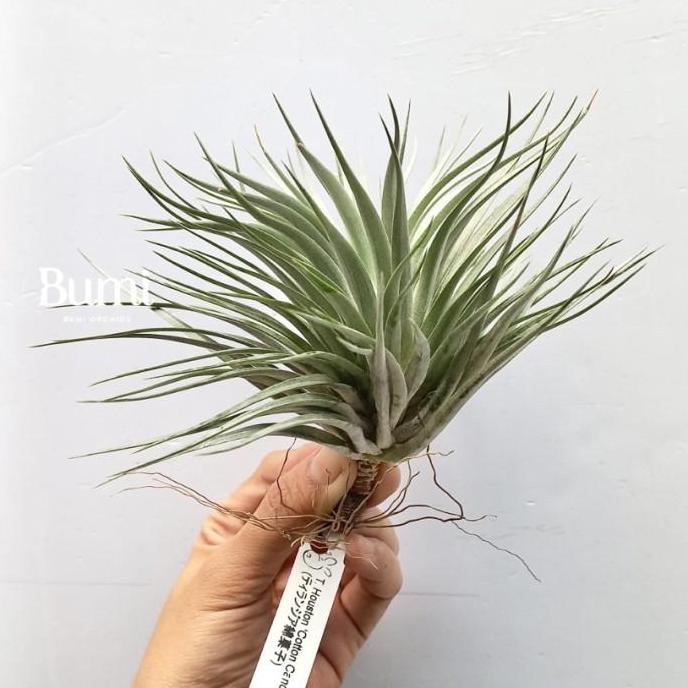 Allthebest- Tillandsia Houston 'Cotton Candy import BUMI Air Plant Tanaman Udara