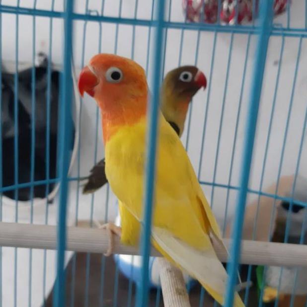 [SF] LOVEBIRD LUTINO MATA HITAM