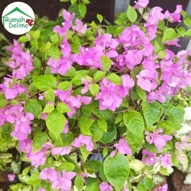 Tanaman Bougenville rimbun/ Bougenville bunga tumpuk pink