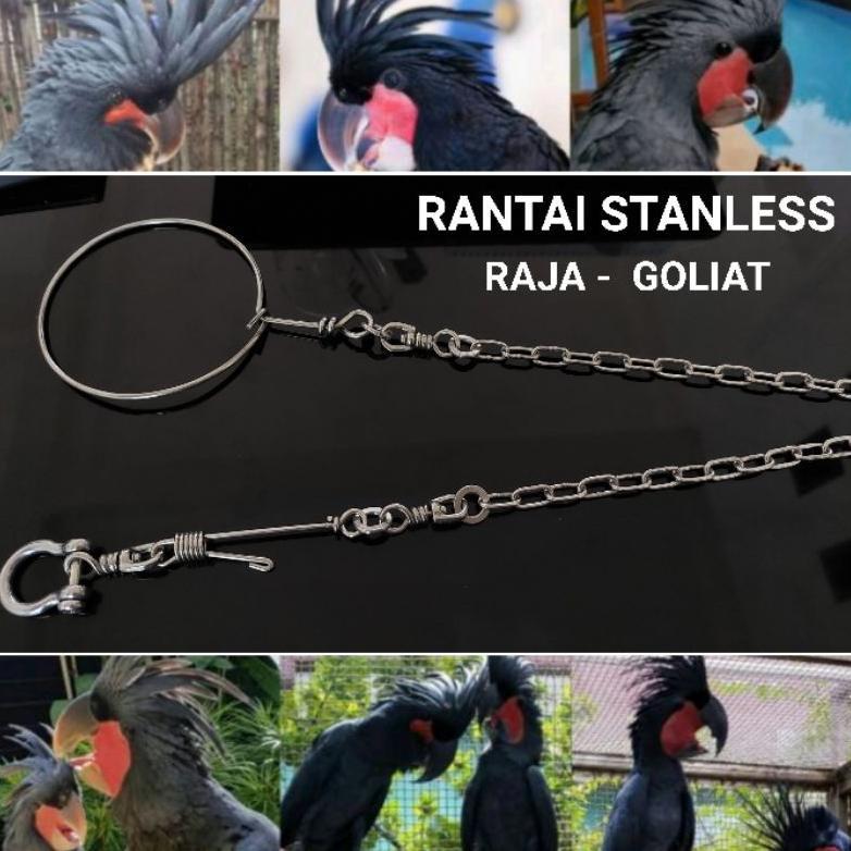 -VY- Rantai Kakatua Raja Goliat Ring Omega