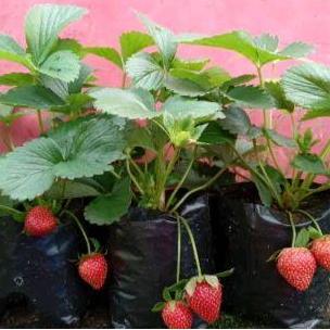 TANAMAN POHON BUAH STRAWBERRY/STROBERI PLUS POT /BIBIT UNGGUL STRAWBERRY PLUS POT