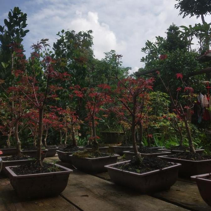 tanaman hias Japanese red maple // bibit bonsai red maple