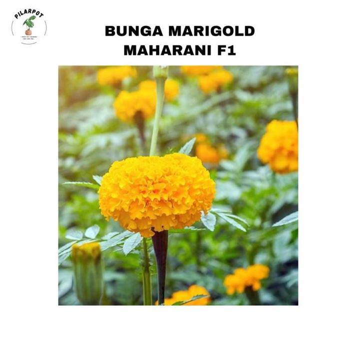 benih bibit bunga marigold Maharani f1 cap panah merah - MAHARANI F1
