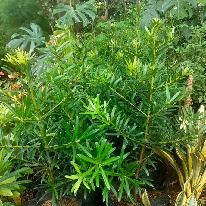 Tanaman lohansung/ pohon lohansung