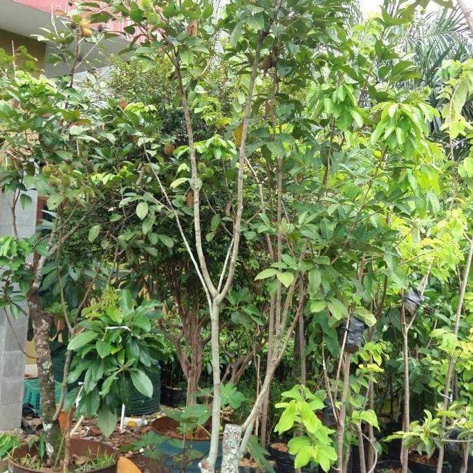 Pohon Buah Rambutan Binjai Sudah Berbuah Dan Batang Lebih Besar