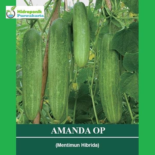Benih Mentimun Ketimun Amanda Cap Mutiara Bumi Putih Kehijauan 20 Gram