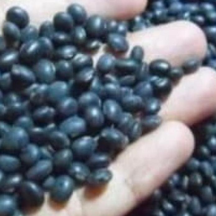 Bibit Unggul Kacang Kedelai Hitam Malika Kemasan Derigen Cantik