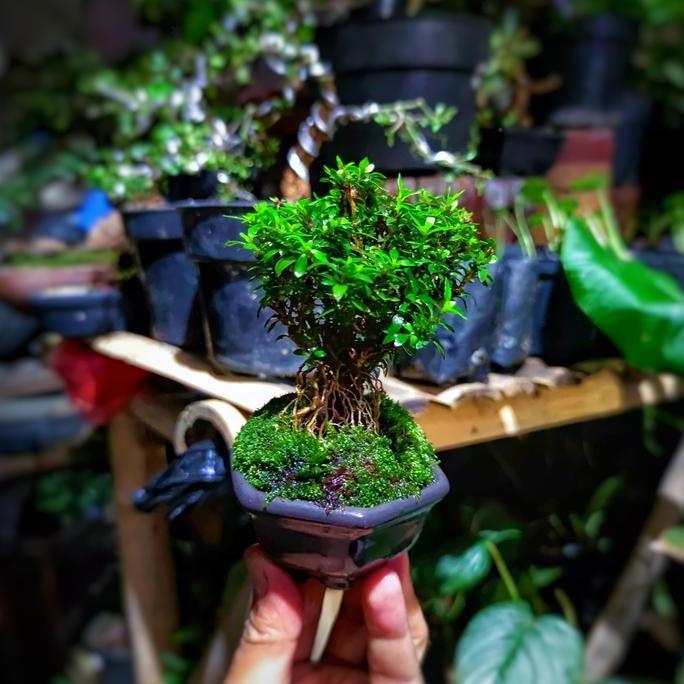 Bonsai Mini Shito Seribu Bintang Super Micro Japan Plus Pot Bonsai Batu Tanaman