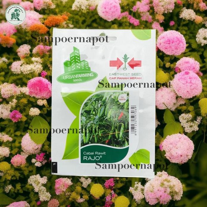 Benih Bibit Cabe Rawit Rajo Cap Panah Merah - CABAI RAWIT RAJO EAST WEST SEED