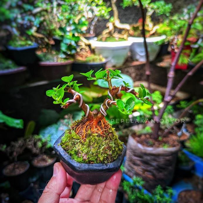 Bonsai Mini Shito Sancang Premna Original Plus pot Siap Pajang