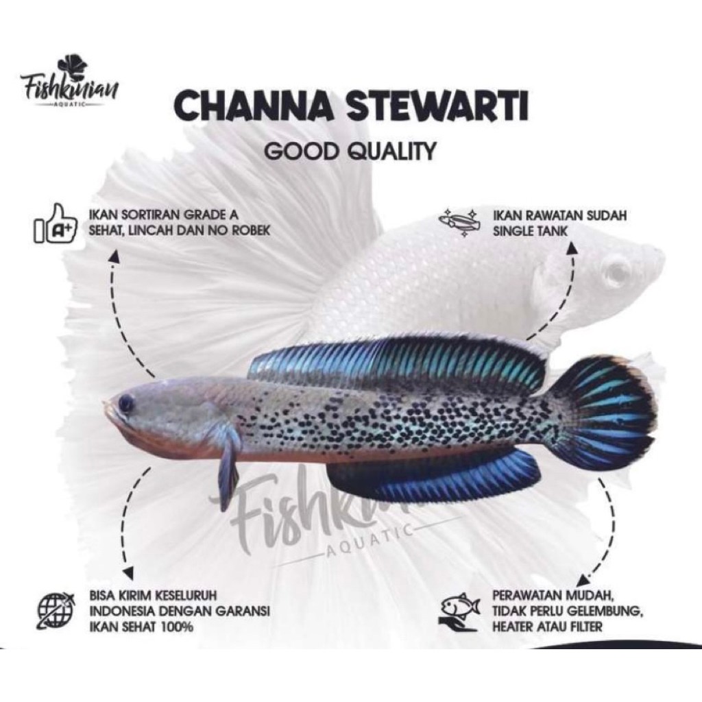 beby chana STEWARY ISI 2 ekor