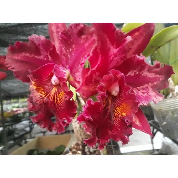 Yoksx- [ Dewasa ] Rhyncholaeliocattleya Suriyon Sunset : Pesona Merah Yang Abadi Dari Dunia Cattleya