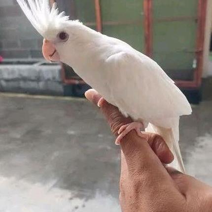 telur fertil burung Falk White Albino original siap tetas HT