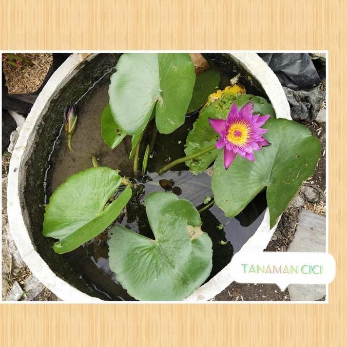 Promo Tanaman bunga teratai air berikut pot surabaya barat gocar only Diskon