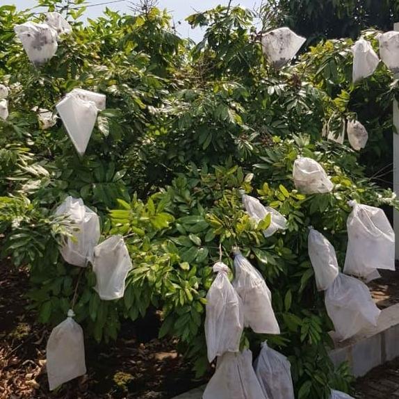 Fruit Cover, Brongsong Buah, Pembungkus Buah Anggur, Mangga, Apel, Str