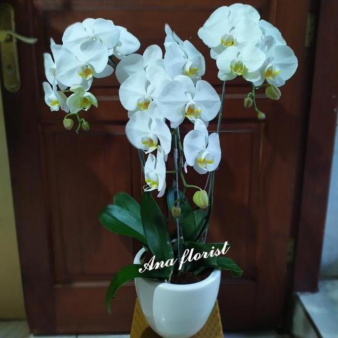 PROMO vas bunga anggrek bulan,rangkaian bunga anggrek,bunga ulang tahun
