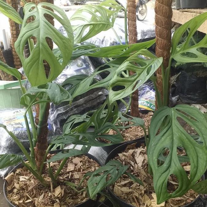 Tanaman Hias Janda Bolong + Pot + Turus