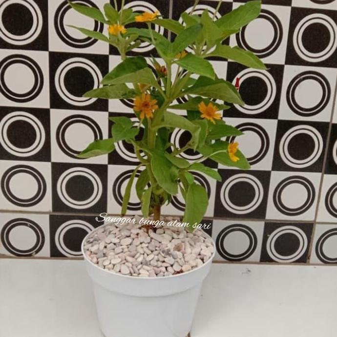 Tanaman Hias Bunga Seribu Bintang + Pot Putih Dan Batu