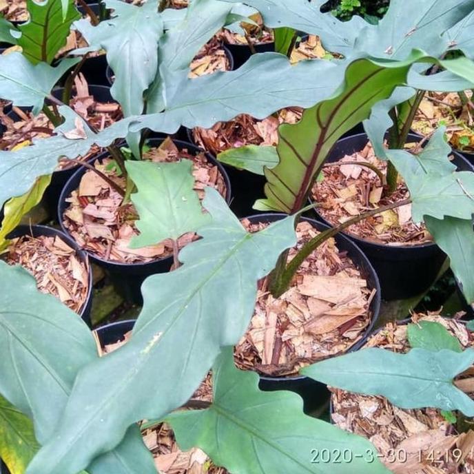 tanaman hias alocasia keris papua - lauterbanchiana silver
