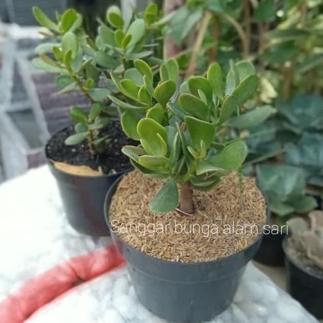 Tanaman Hias Kaktus Jade Plant Hijau Besar + Pot