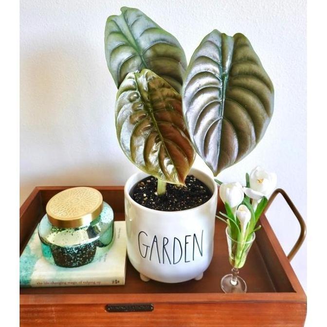 Alocasia cuprea hitam / keladi tengkorak ukuran anakan