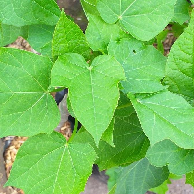 Bibit Tanaman Daun Jarak Tanaman Daun Jarak