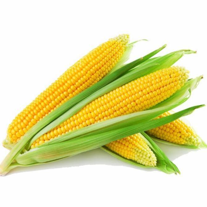 Frutting- Jagung Pipil Manis 1Kg.Jagung Jasuke