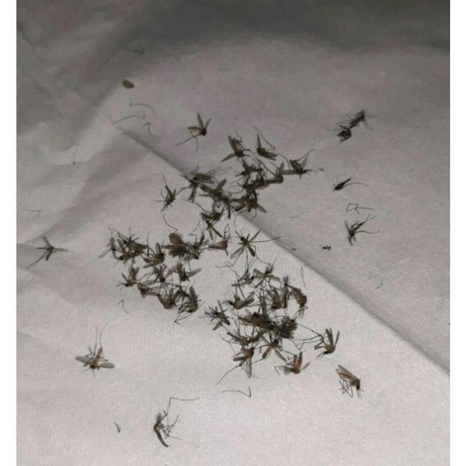 Cplokk- Tungku Pemanas  Obat Nyamuk Elektrik Kabel