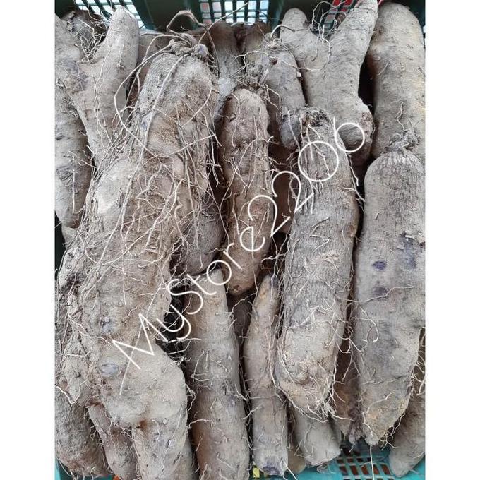 Naturalbig- Ubi Kribang Kalimantan / Ubi Ungu Pontianak / Thaisu / Ubi Keribang