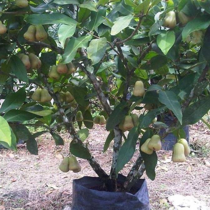 bibit jambu air sudah berbuah