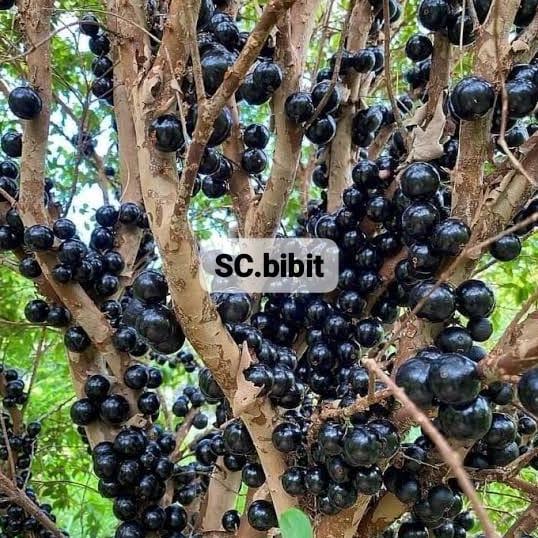 BIBIT ANGGUR POHON BRAZIL || Super Premium Cepat Berbunga dan Berbuah