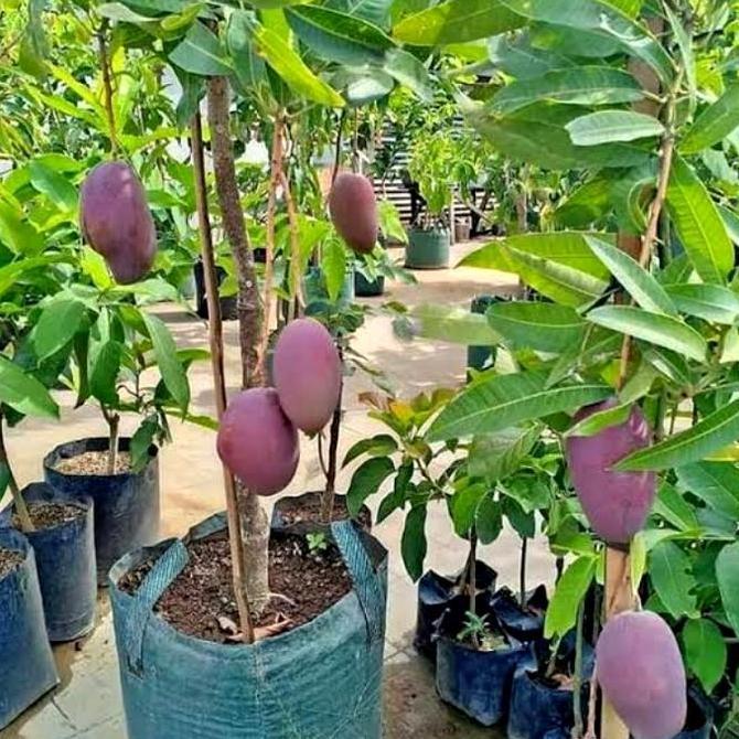 BIBIT BUAH MANGGA ERWIN SUDAH BERBUAH+ BERBUNGA